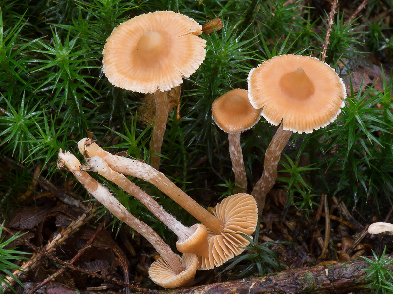 Cortinarius acutovelatus